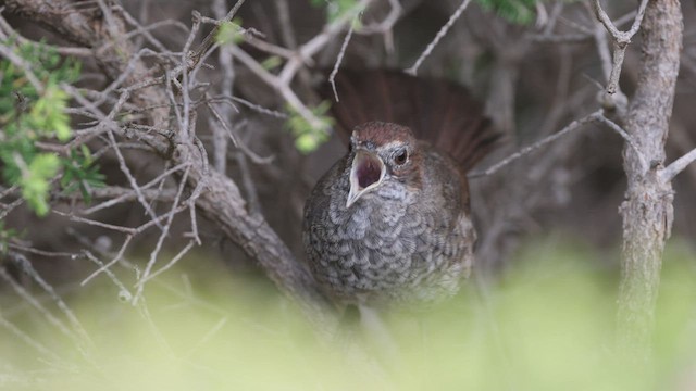 Rotkopf-Borstenvogel - ML542660081