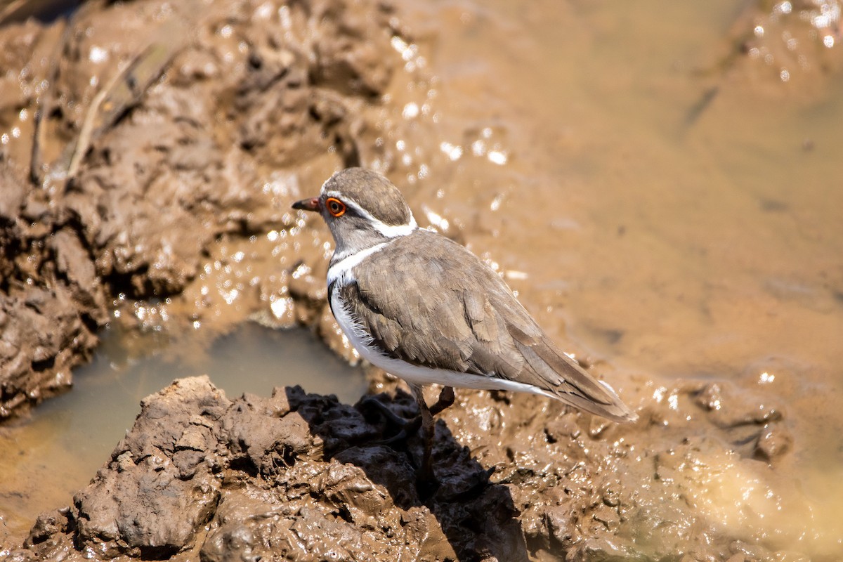 Three-banded Plover - Nathan Mixon