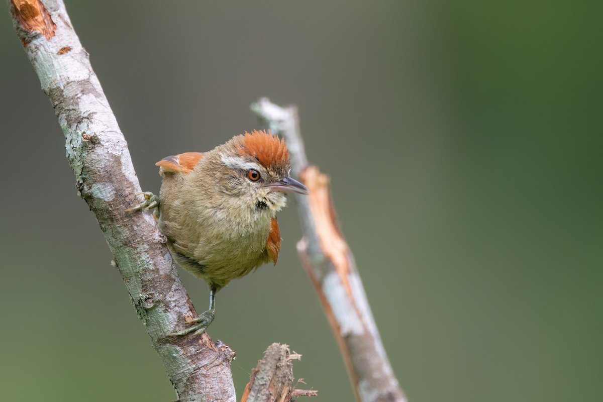 Pallid Spinetail - ML542661541