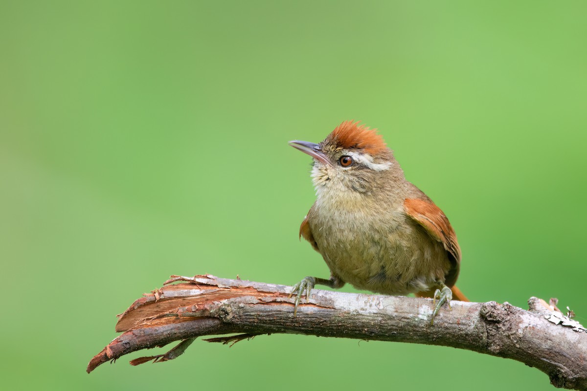 Pallid Spinetail - Marcos Eugênio Birding Guide