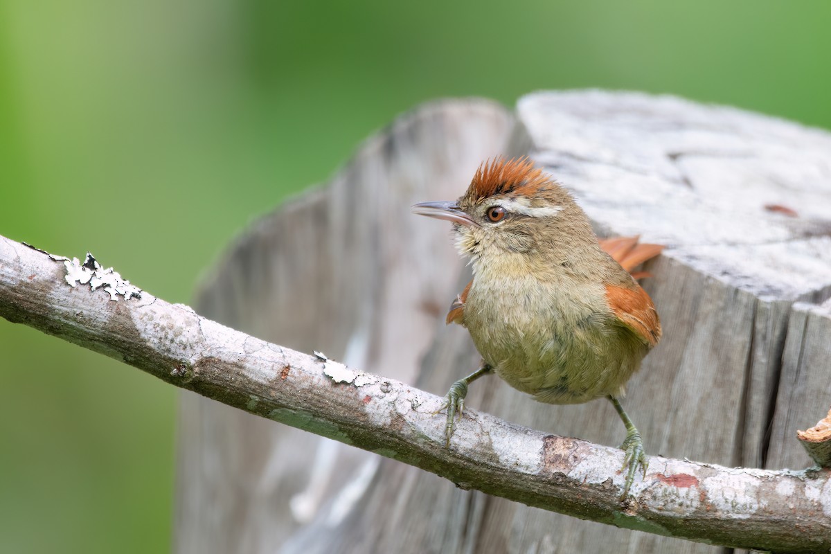 Pallid Spinetail - Marcos Eugênio Birding Guide