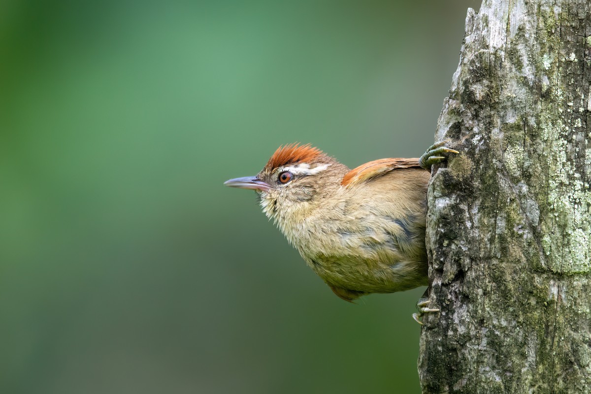 Pallid Spinetail - Marcos Eugênio Birding Guide