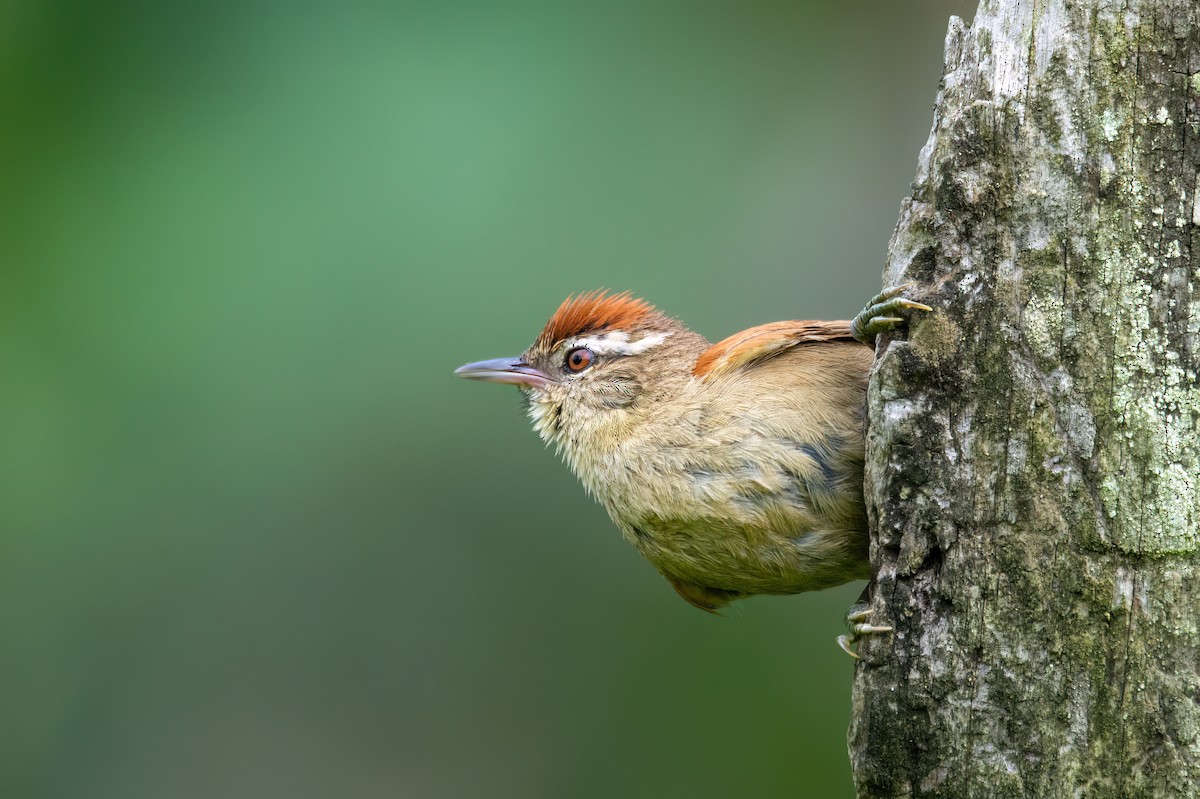 Pallid Spinetail - ML542661581