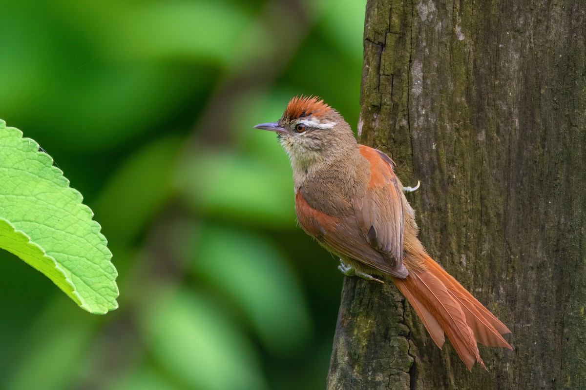 Pallid Spinetail - Marcos Eugênio Birding Guide