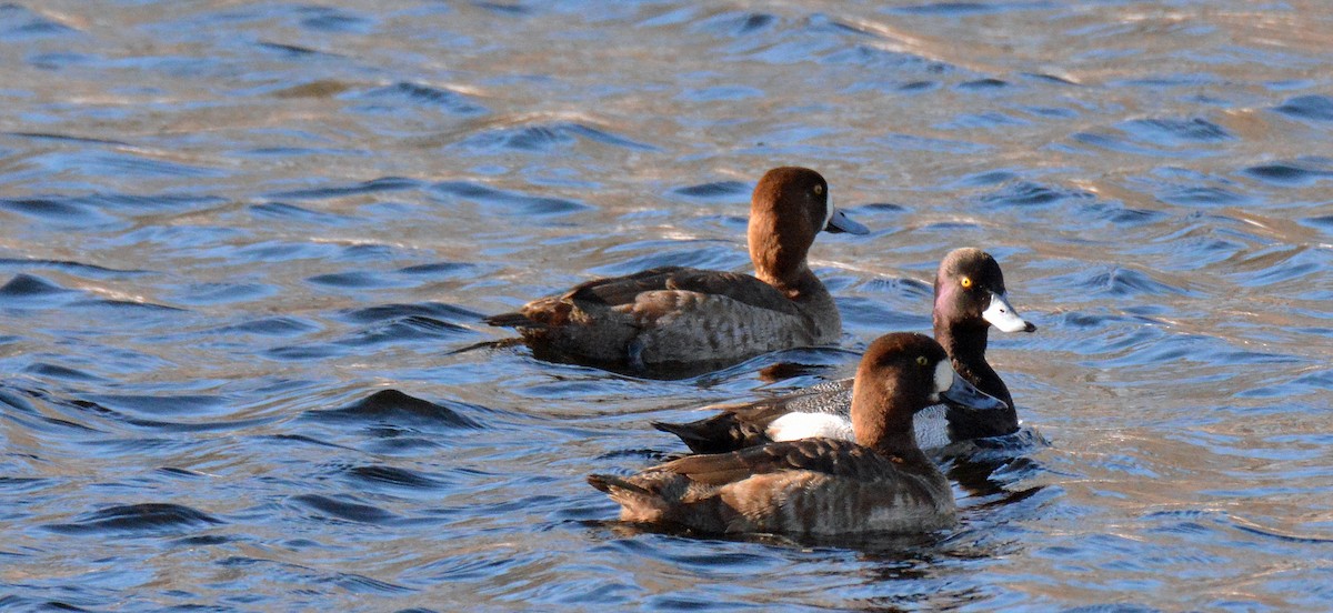 Lesser Scaup - Michael J Good