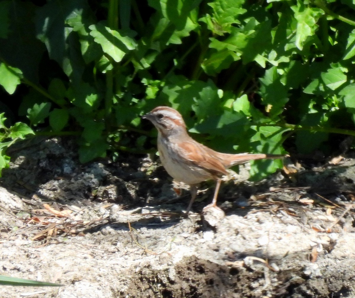 Song Sparrow - ML542662731