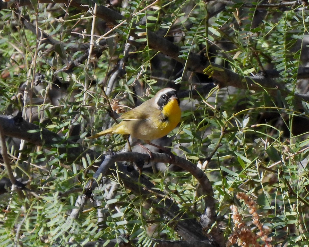 Common Yellowthroat - ML542662881