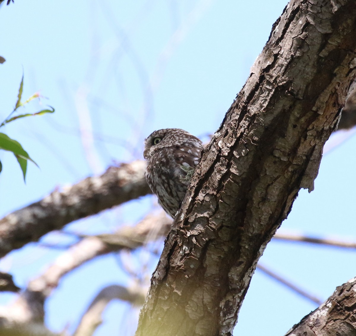 Little Owl - ML542663671