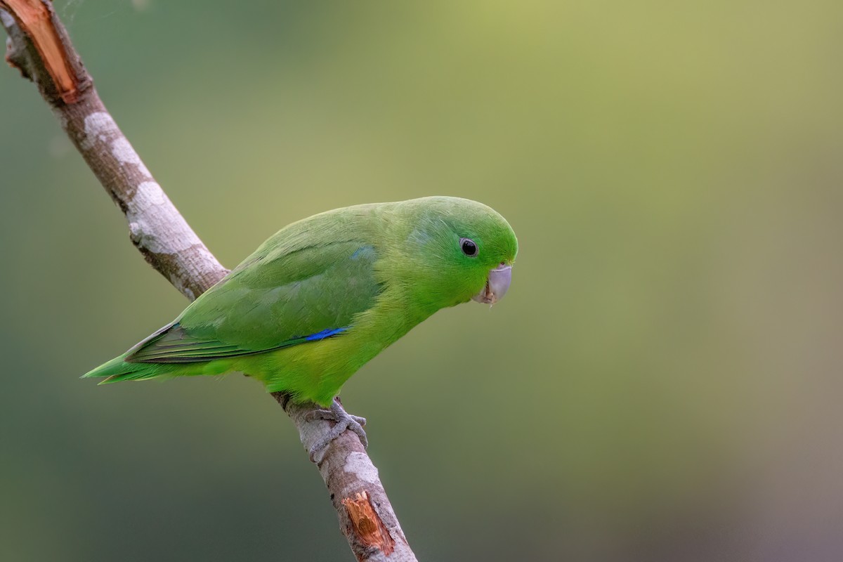 Blauflügel-Sperlingspapagei - ML542664521