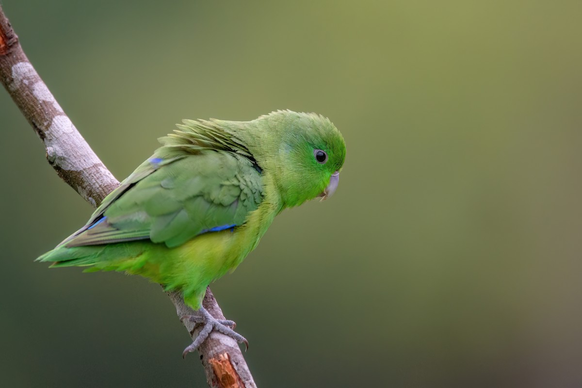 Cobalt-rumped Parrotlet - Marcos Eugênio Birding Guide