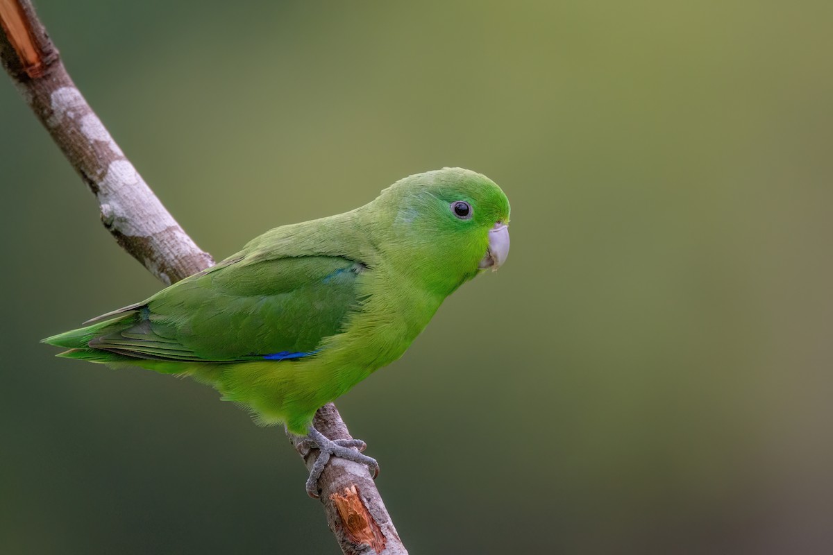 Blauflügel-Sperlingspapagei - ML542664541