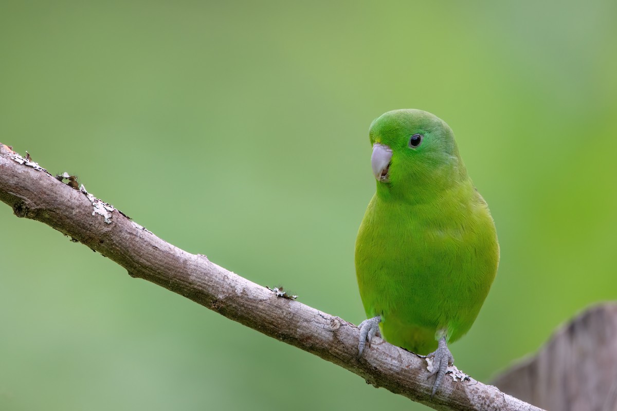 Blauflügel-Sperlingspapagei - ML542664551