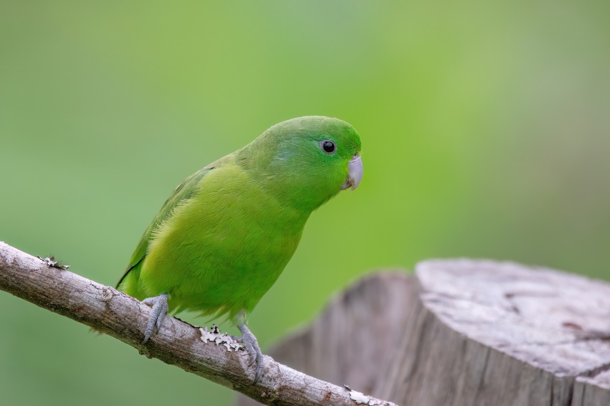 Cobalt-rumped Parrotlet - ML542664561