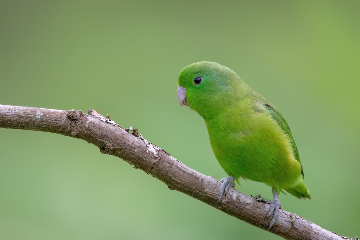 Cobalt-rumped Parrotlet - ML542664571