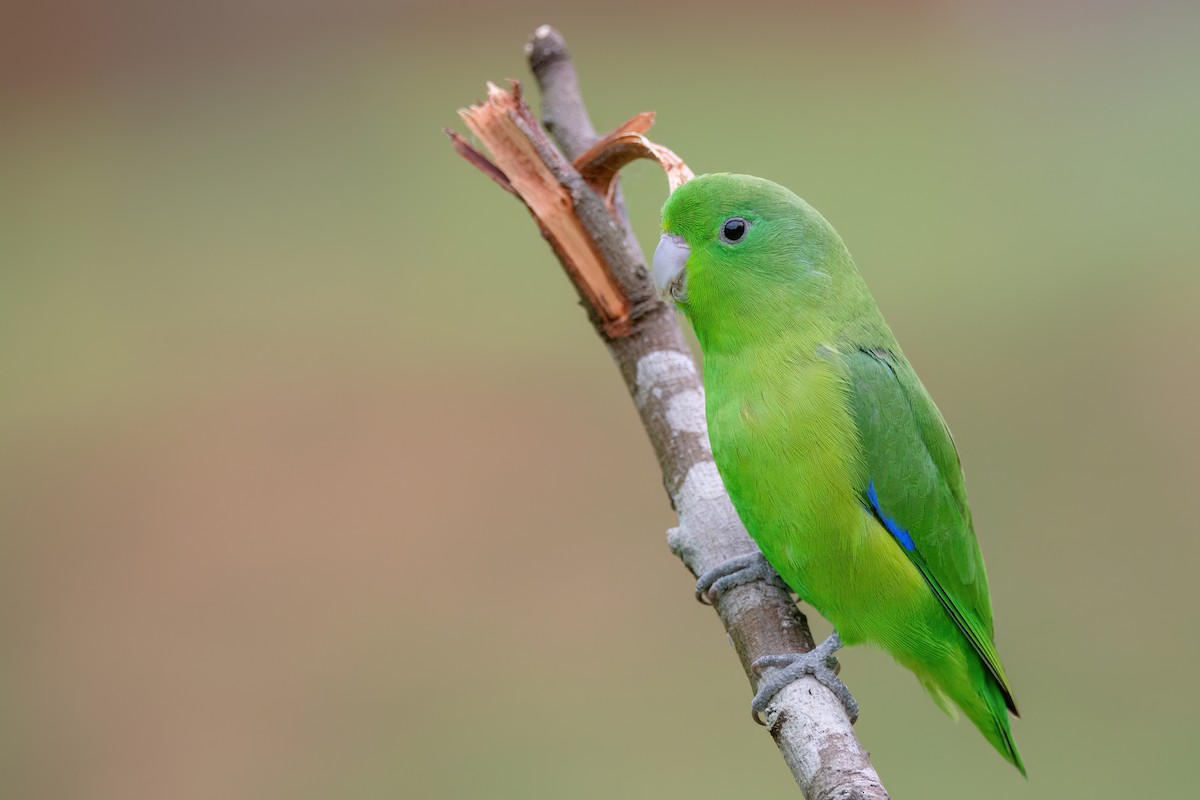 Blauflügel-Sperlingspapagei - ML542664581