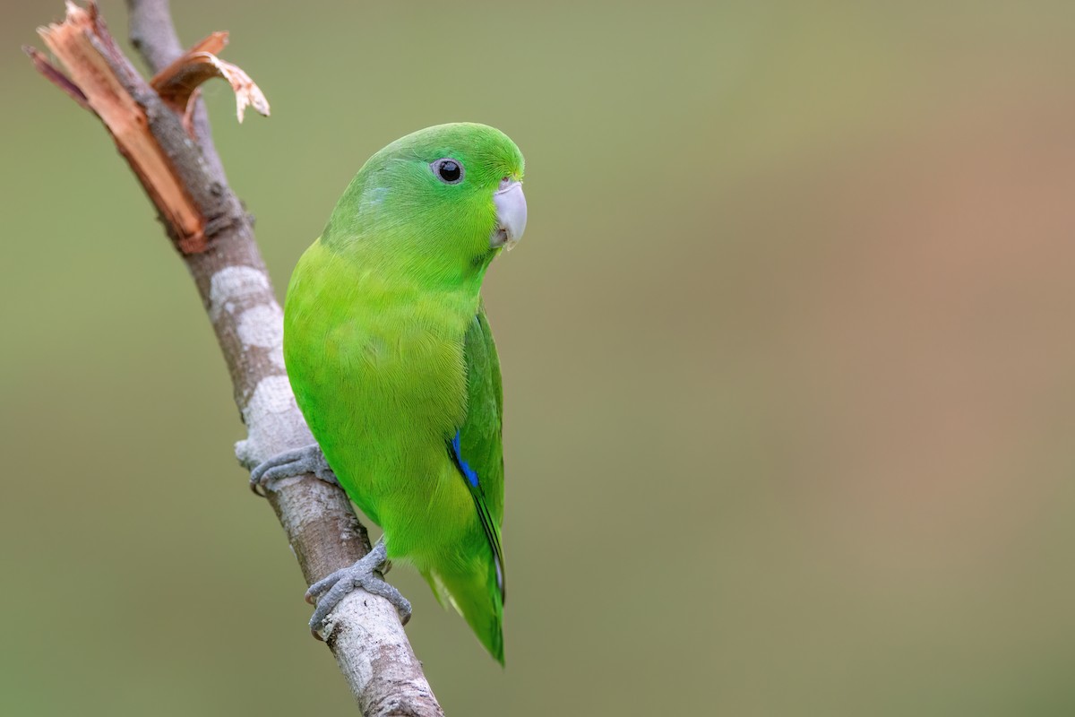 Cobalt-rumped Parrotlet - ML542664591