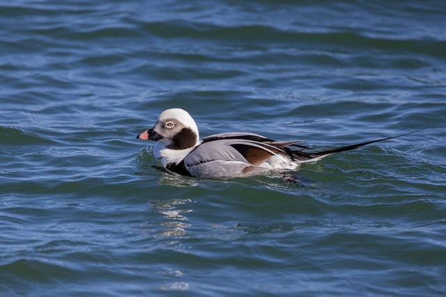 Long-tailed Duck - ML542665081