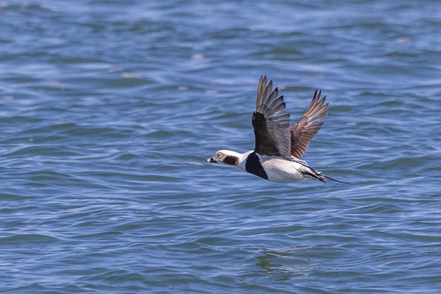 Long-tailed Duck - ML542665091
