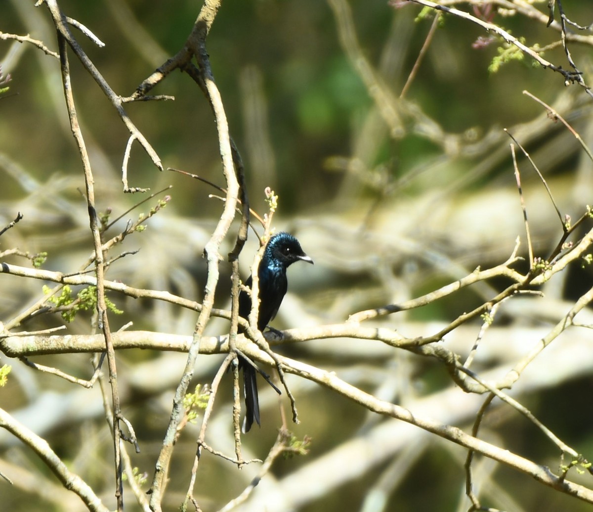 Drongo Bronceado - ML542665431