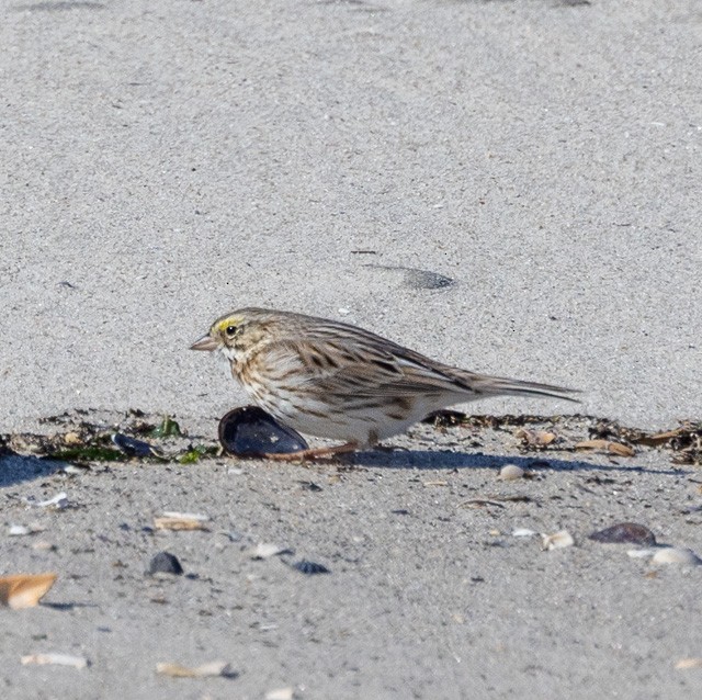 Savannah Sparrow (Ipswich) - ML542665441