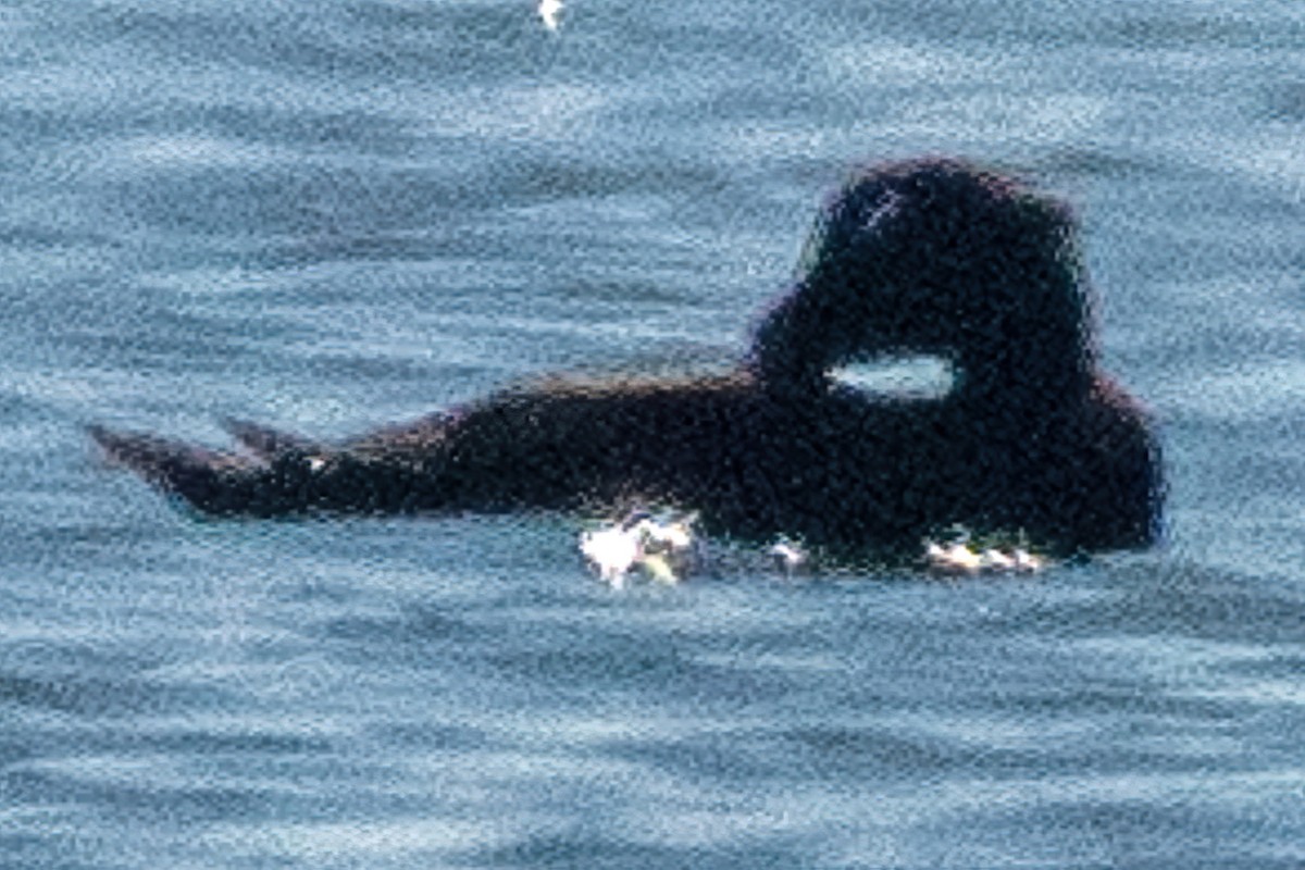 White-winged Scoter - ML542667901