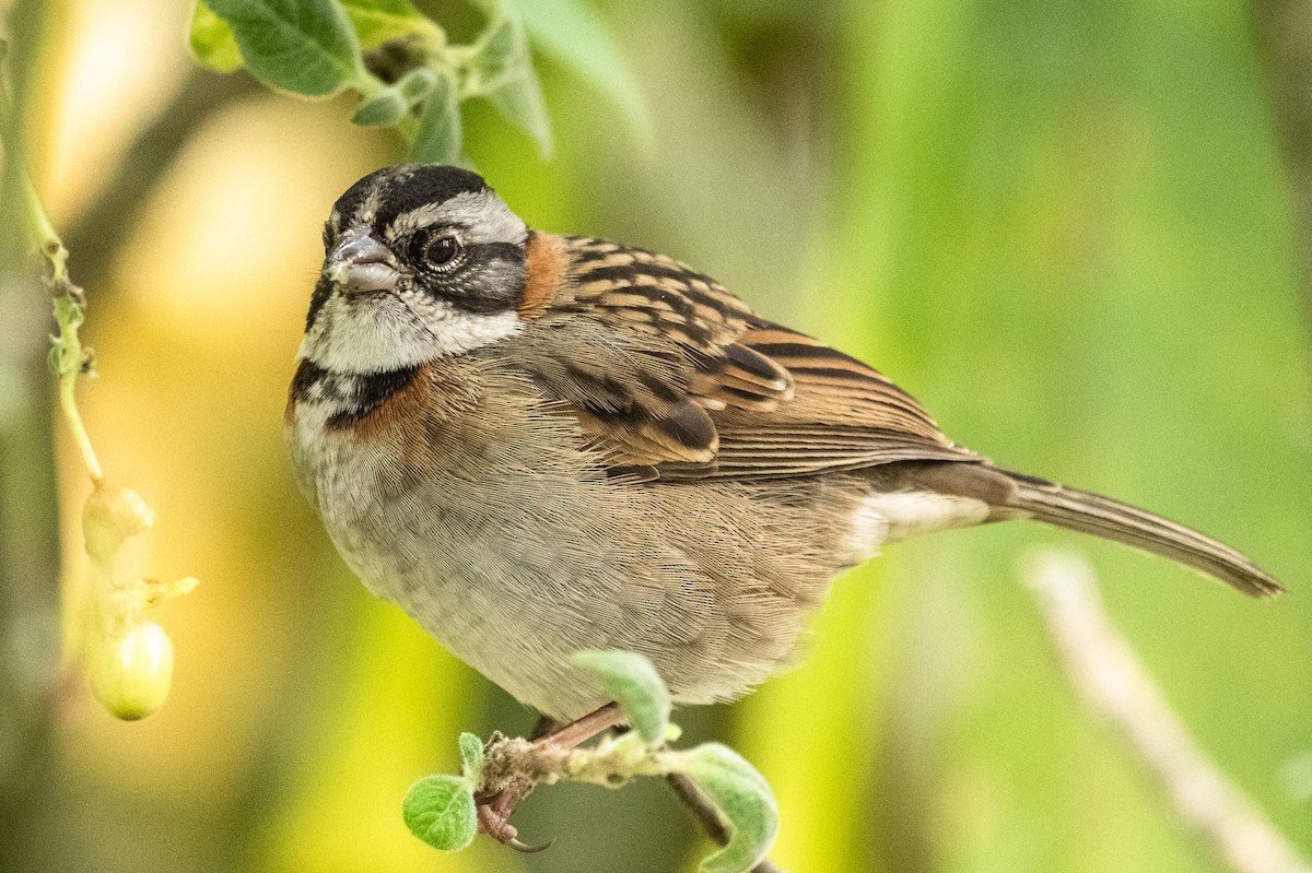 Rufous-collared Sparrow - ML542668811