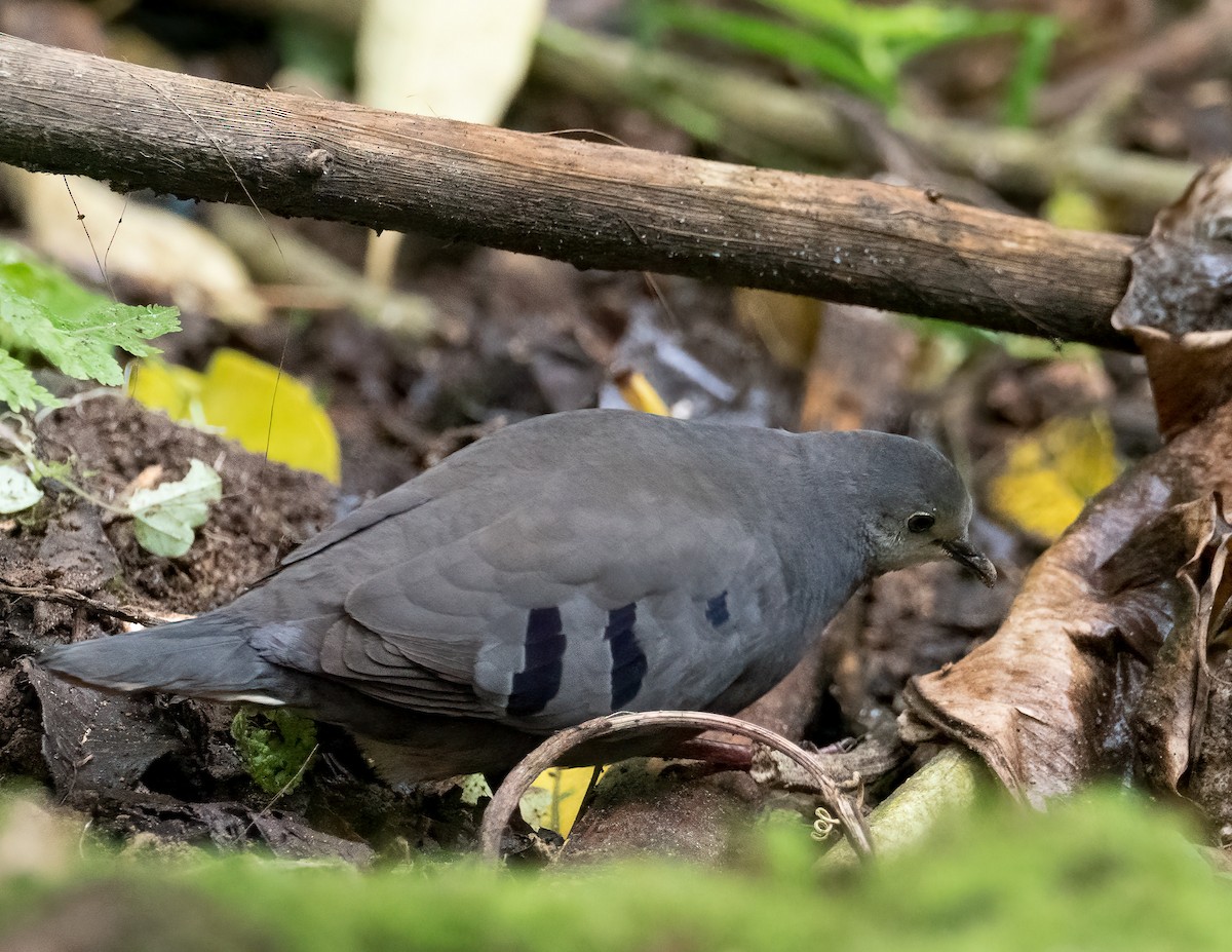 Maroon-chested Ground Dove - ML542669651