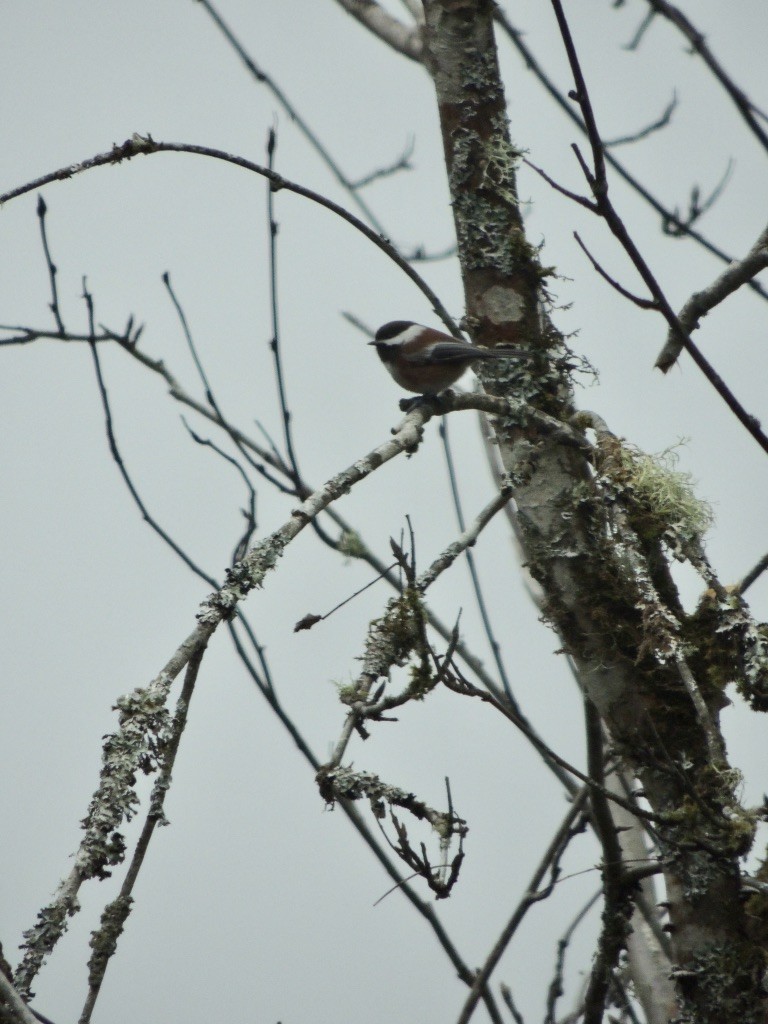 Chestnut-backed Chickadee - Zev Doll-Schmitz