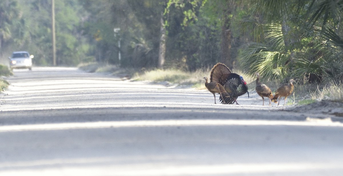 Wild Turkey - ML542671401