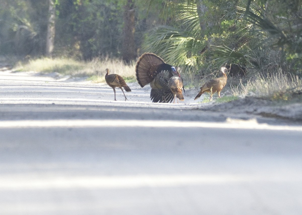 Wild Turkey - ML542671411