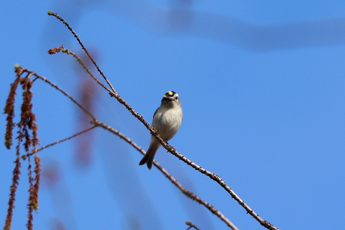 Golden-crowned Kinglet - ML542673421