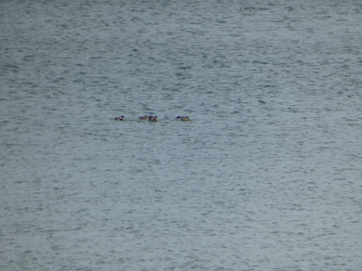 Northern Shoveler - ML542673541