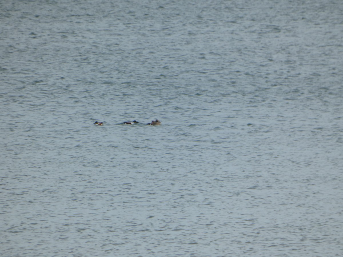 Northern Shoveler - Josh Duis