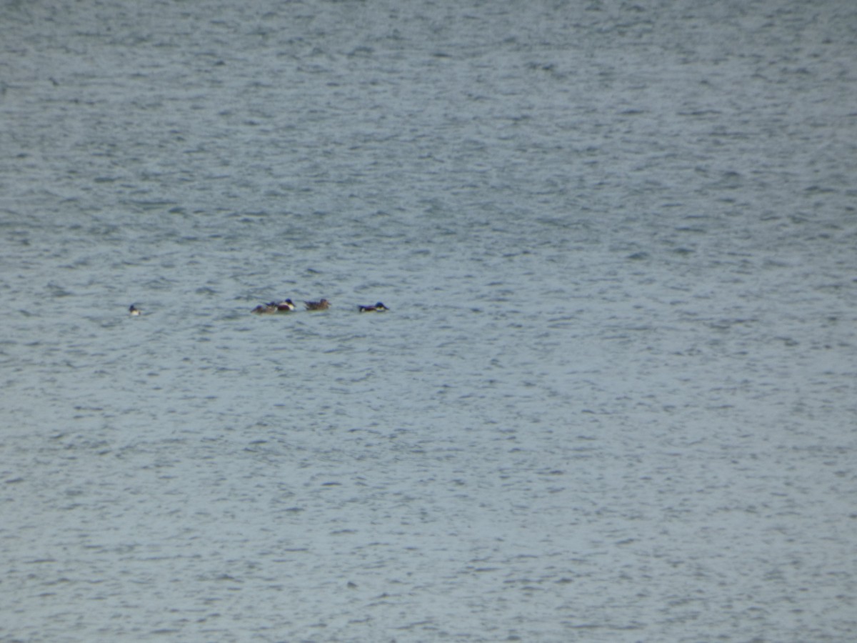 Northern Shoveler - ML542673571