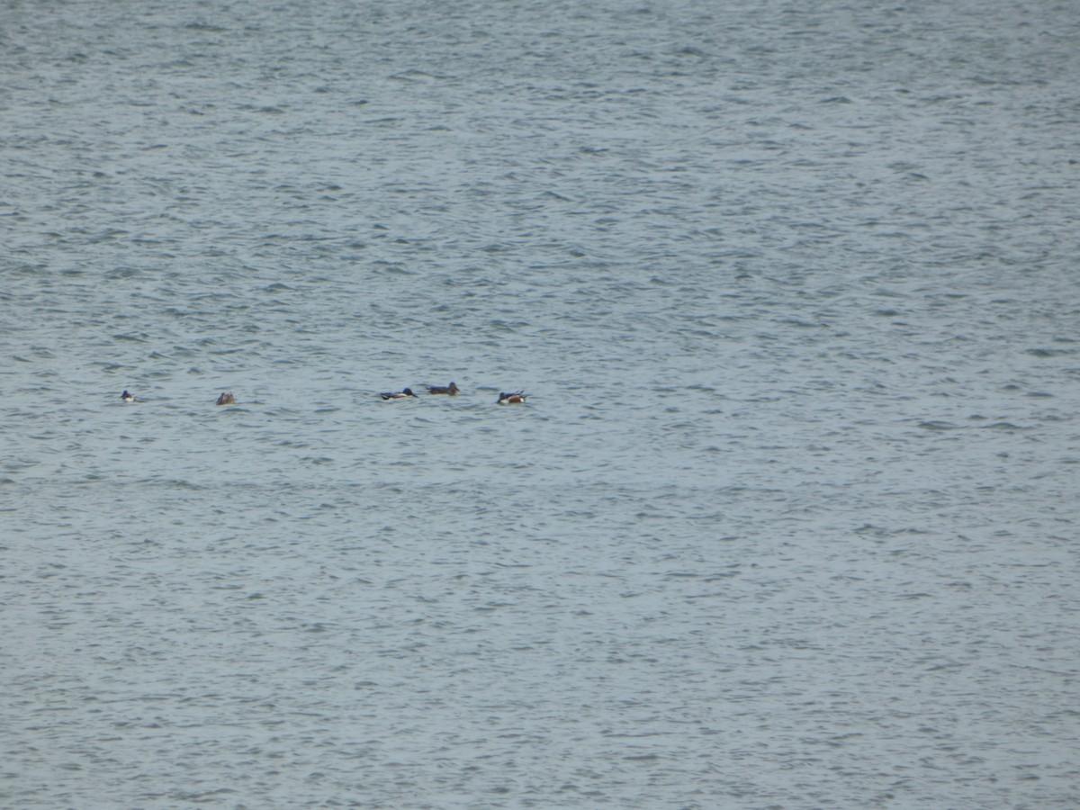 Northern Shoveler - ML542673591