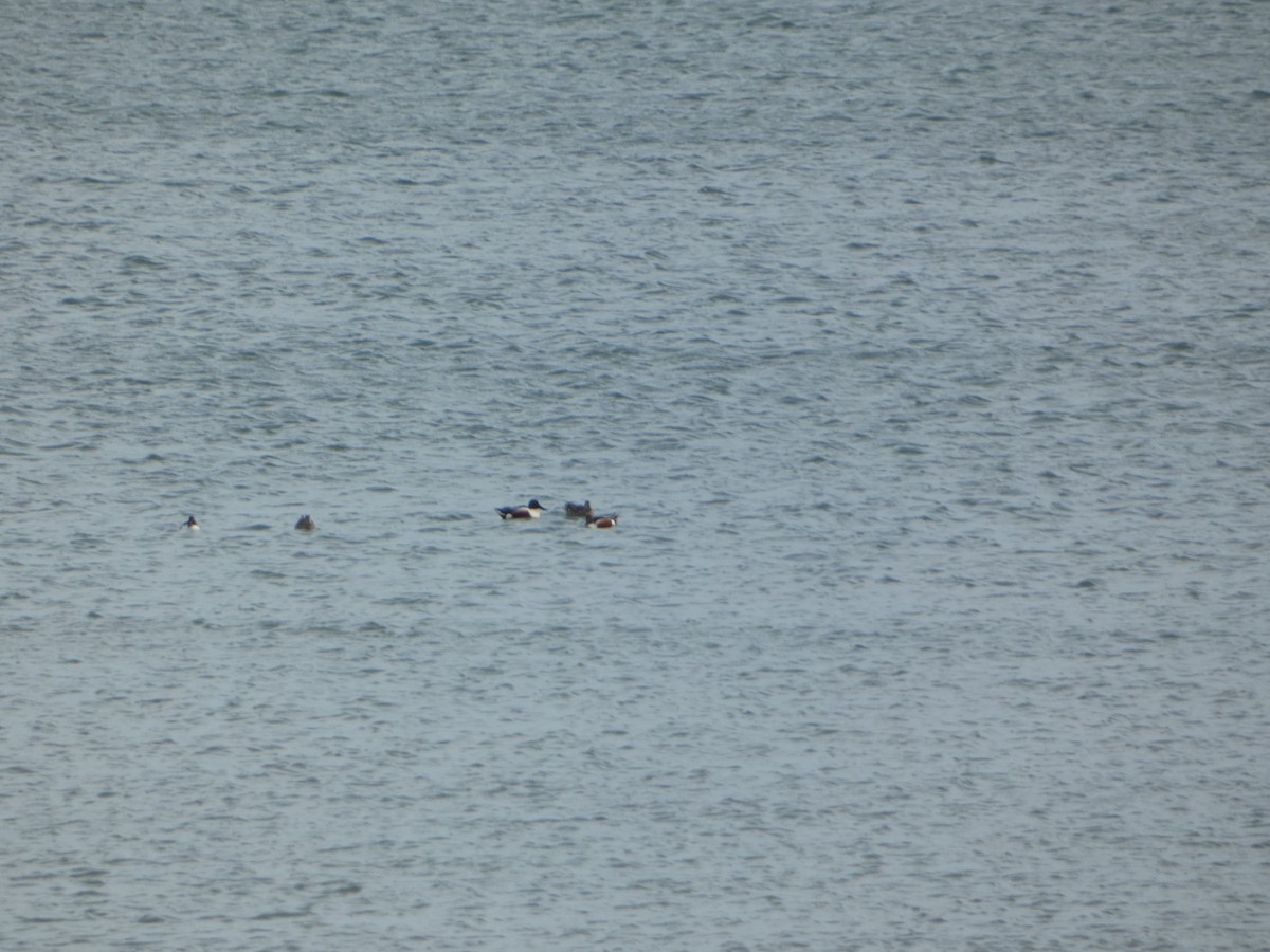 Northern Shoveler - ML542673601