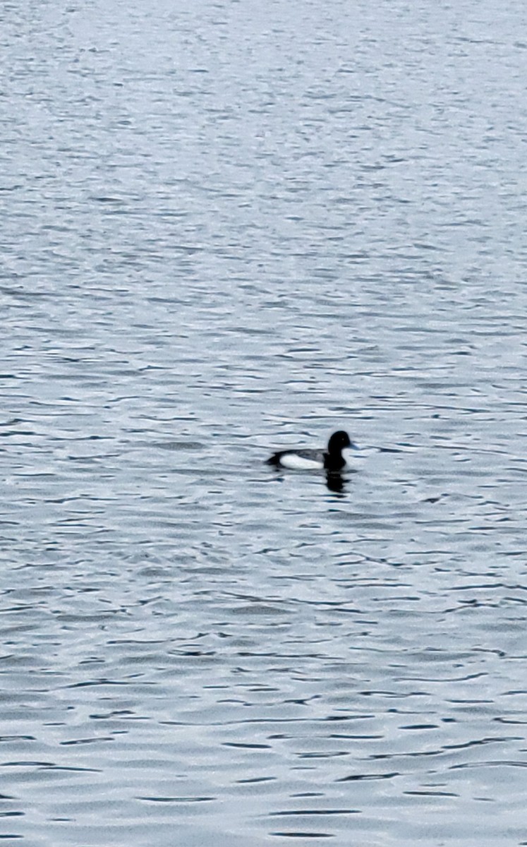Greater Scaup - ML542674361