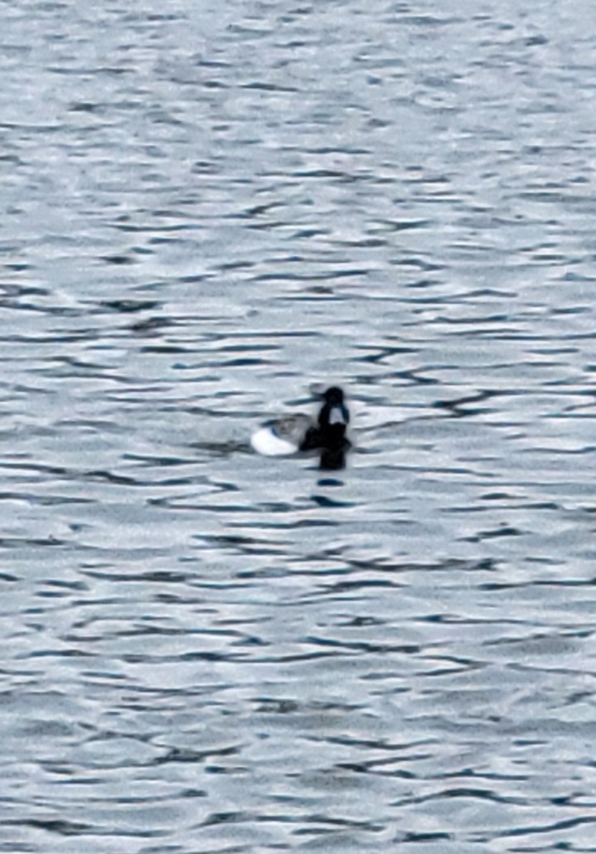 Greater Scaup - ML542674371