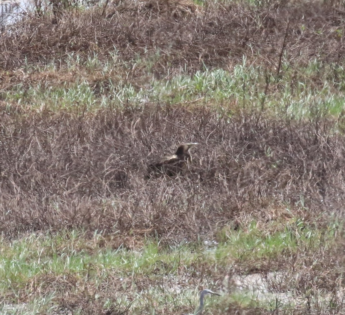 Australasian Bittern - ML542674491