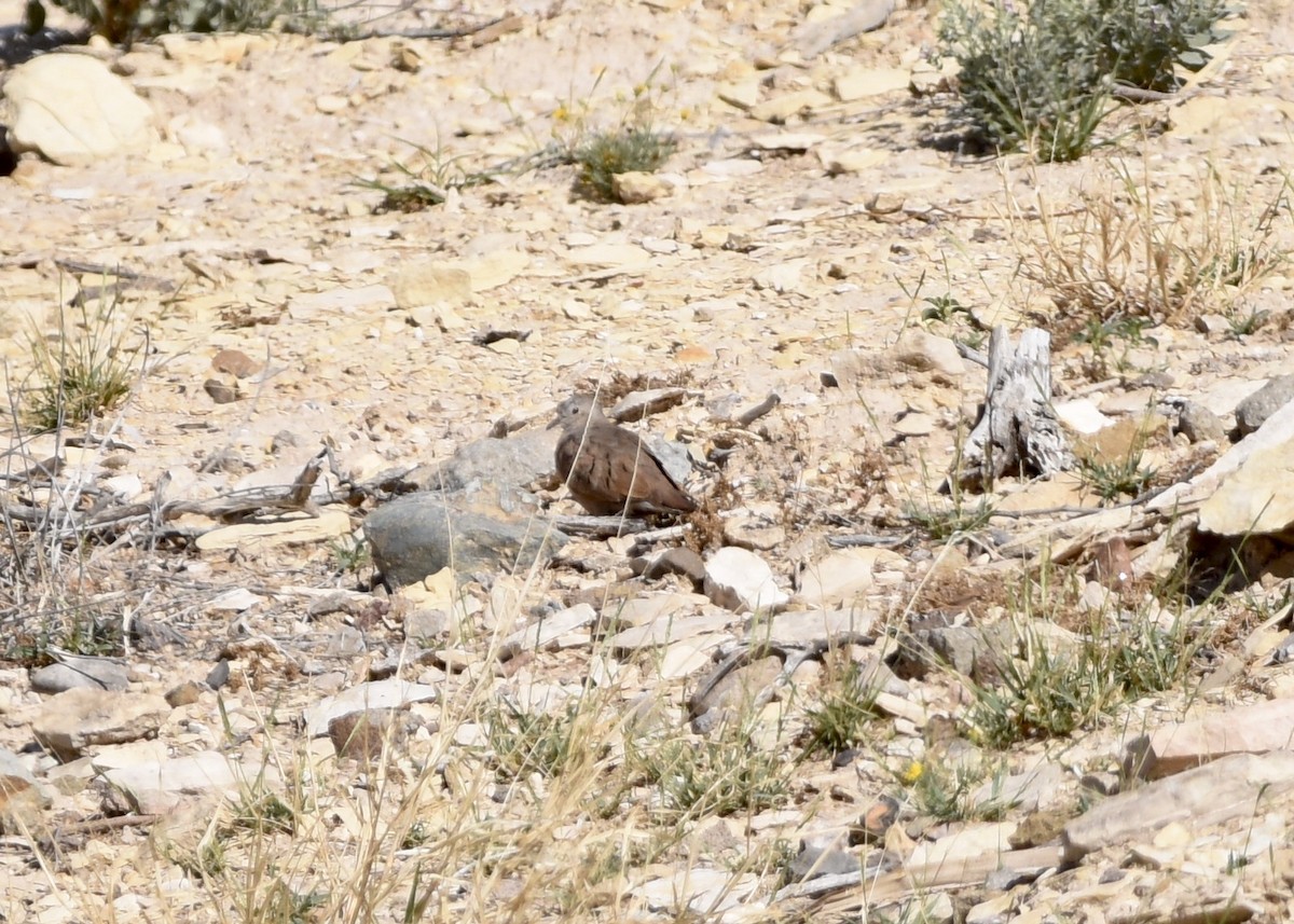 Ruddy Ground Dove - ML542674501