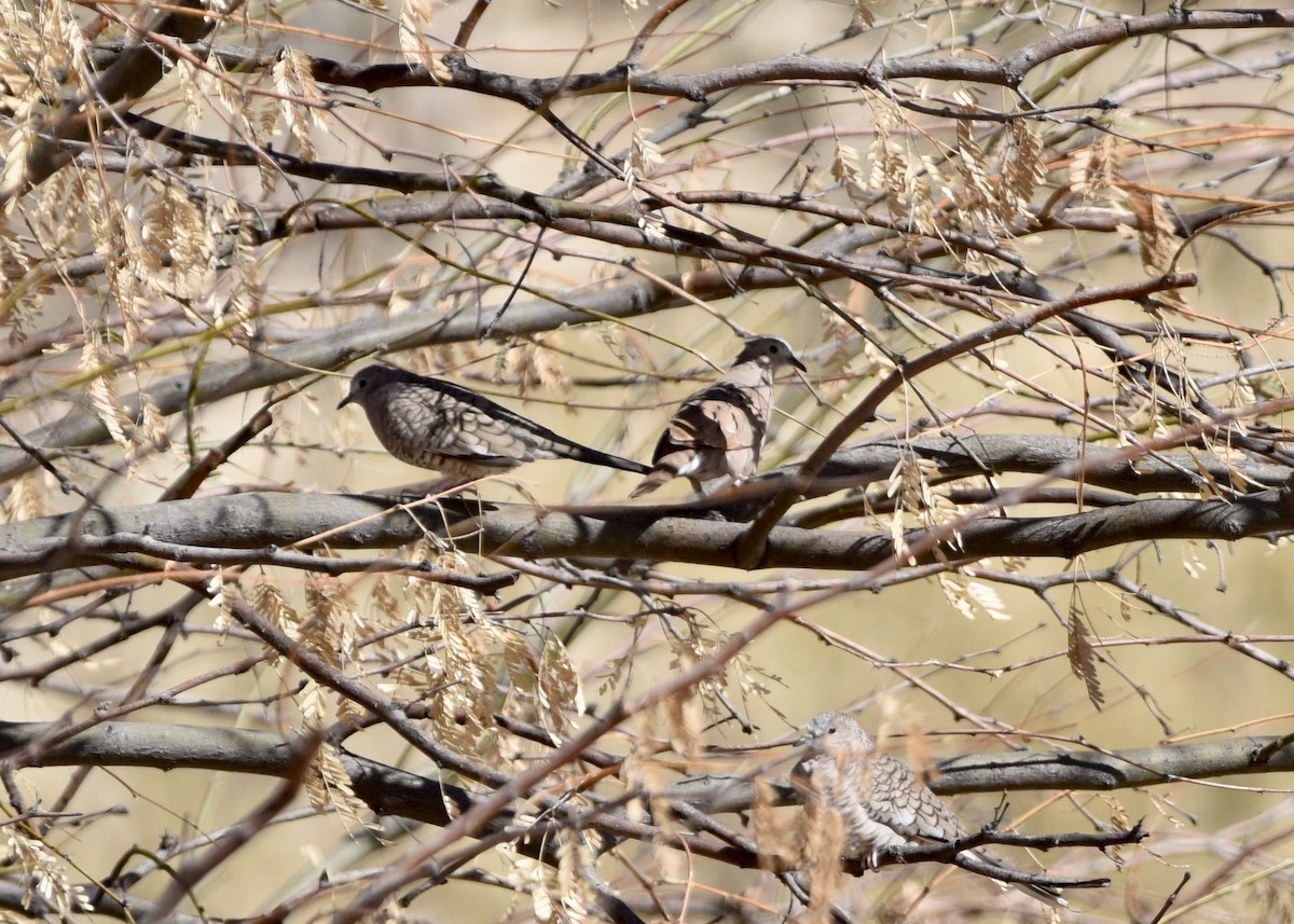 Ruddy Ground Dove - Stephen Falick