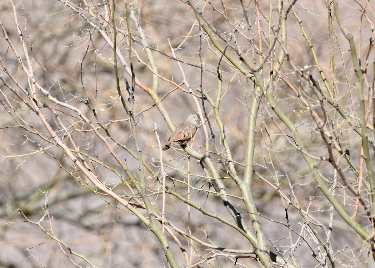 Ruddy Ground Dove - ML542674521