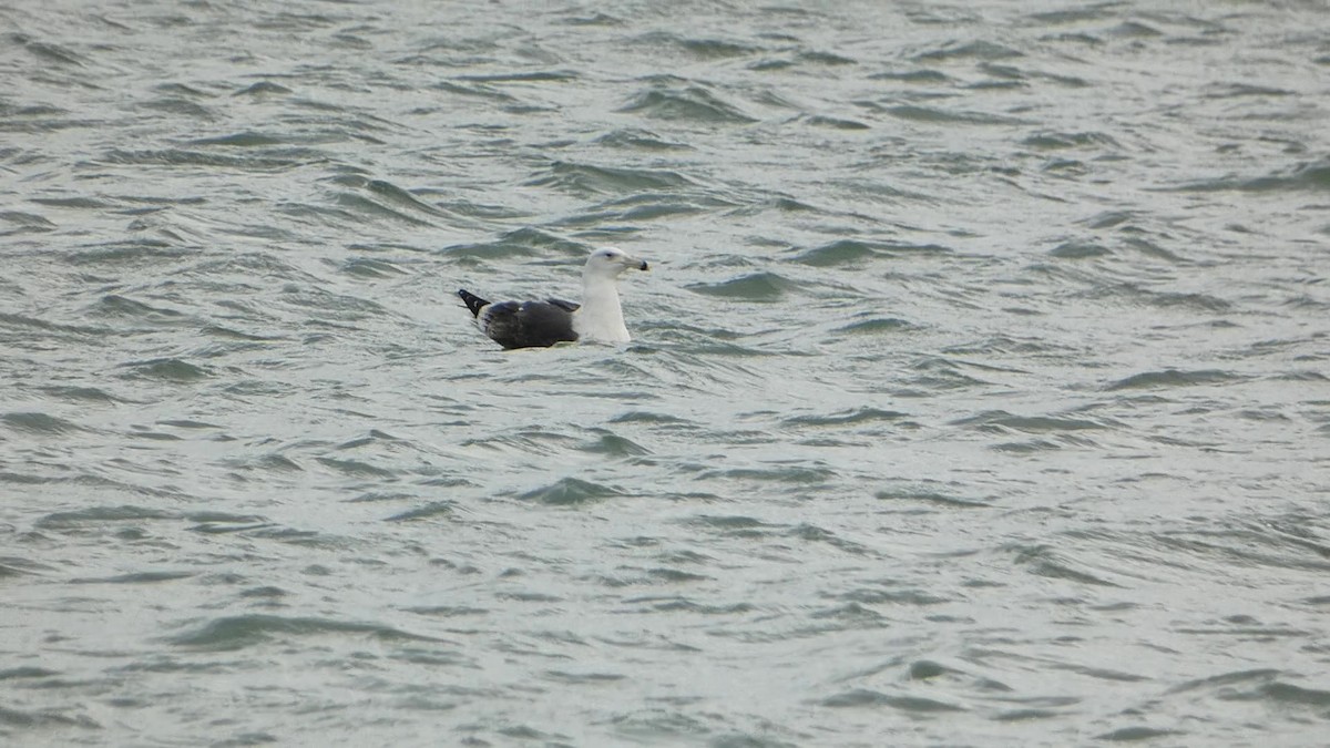 Great Black-backed Gull - ML542674541