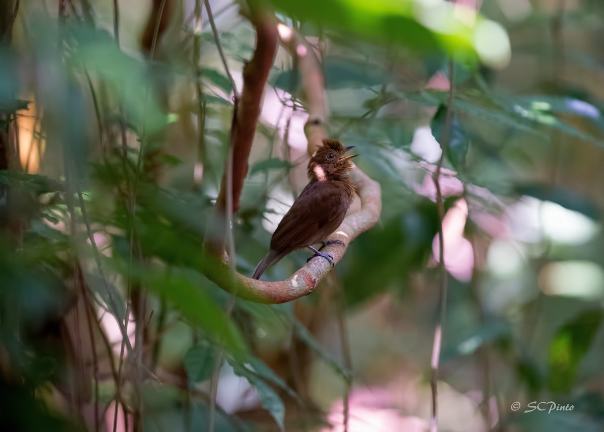 Russet-winged Schiffornis - Shailesh Pinto