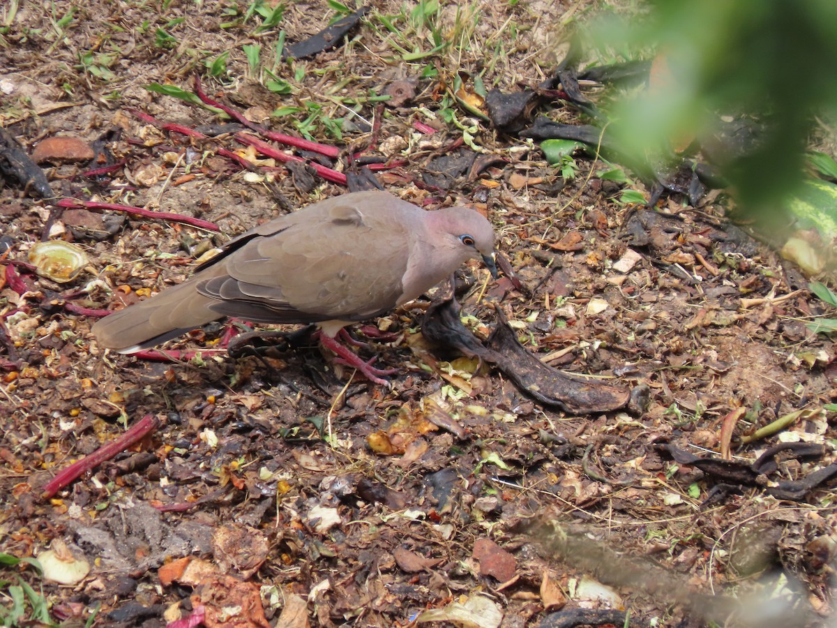 White-tipped Dove - ML542675821