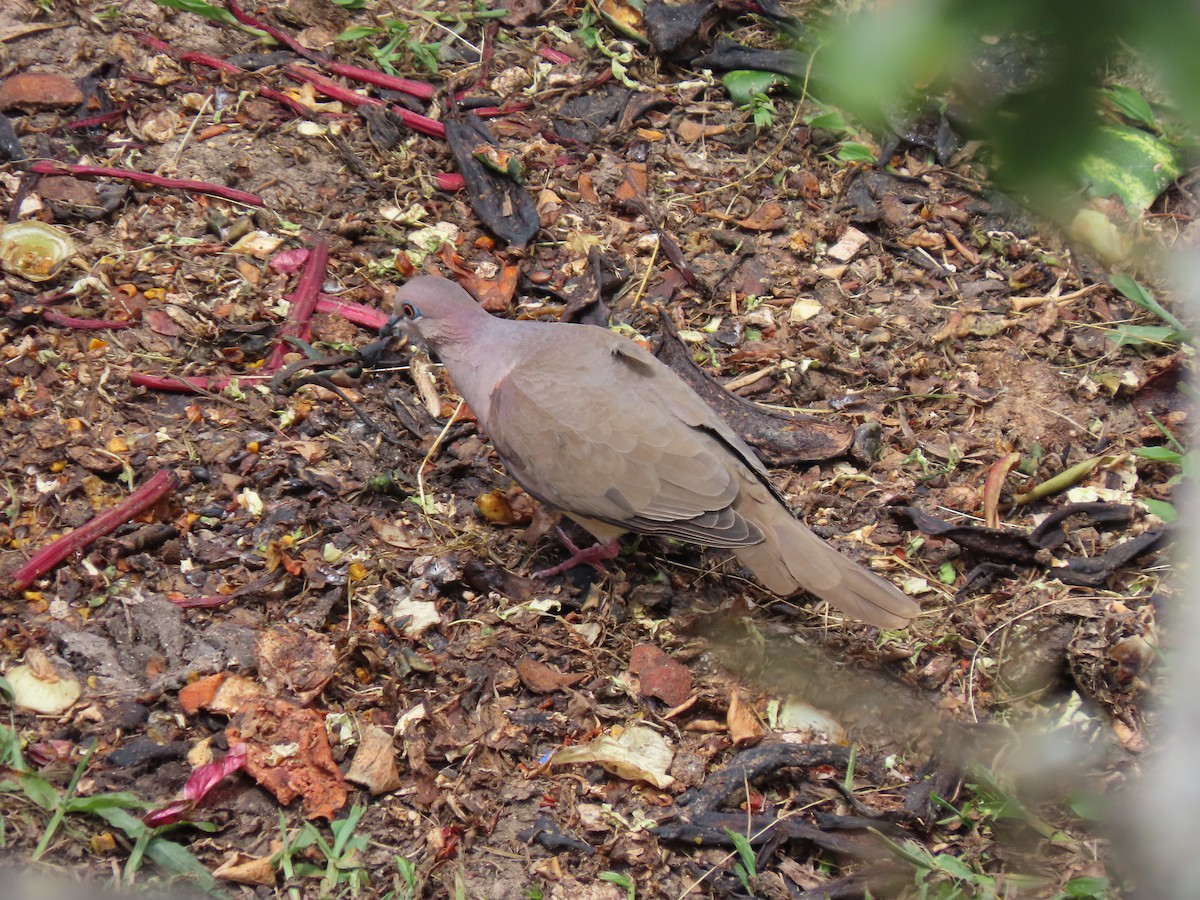 White-tipped Dove - ML542675831