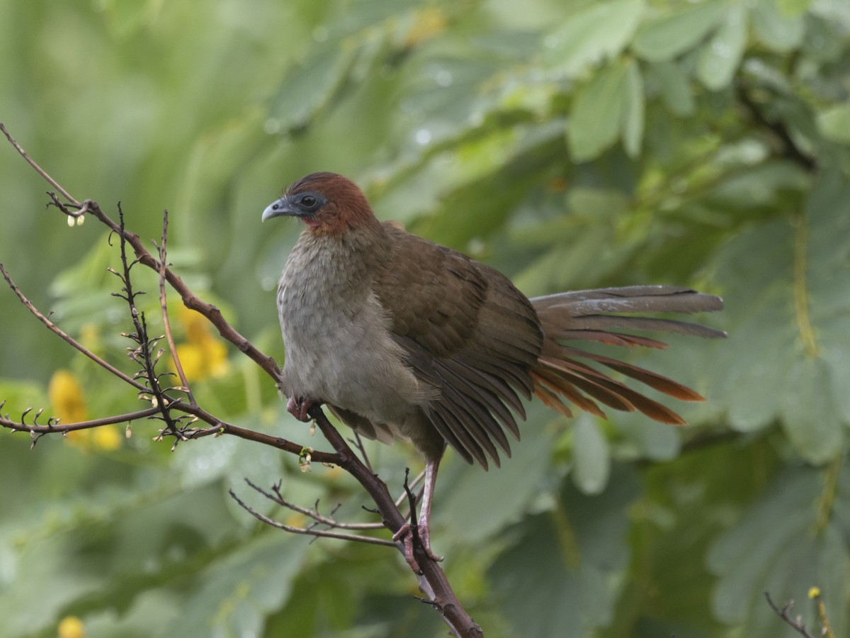 Variable Chachalaca - ML542676061