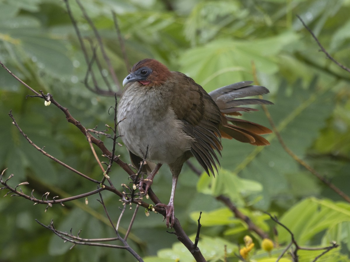 Variable Chachalaca - ML542676191