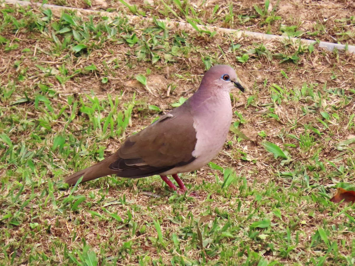 White-tipped Dove - ML542676201