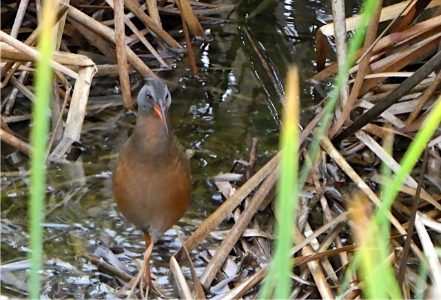 Virginia Rail - ML54267631